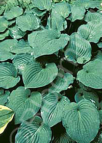 Hosta 'Valentine Lace'